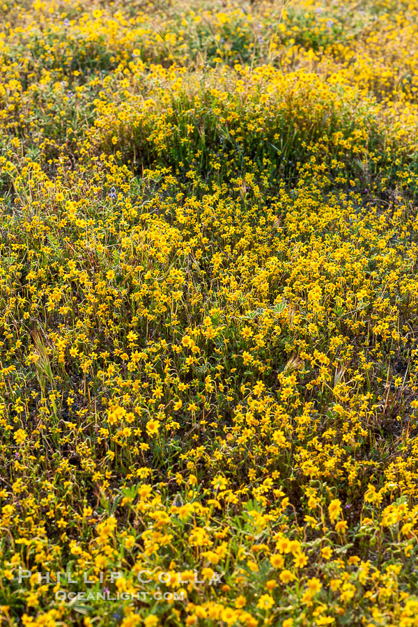 Desert bloom in the hills above Borrego Valley.  Unidentified species.  Heavy winter rains led to a historic springtime bloom in 2005, carpeting the entire desert in vegetation and color for months., natural history stock photograph, photo id 10973