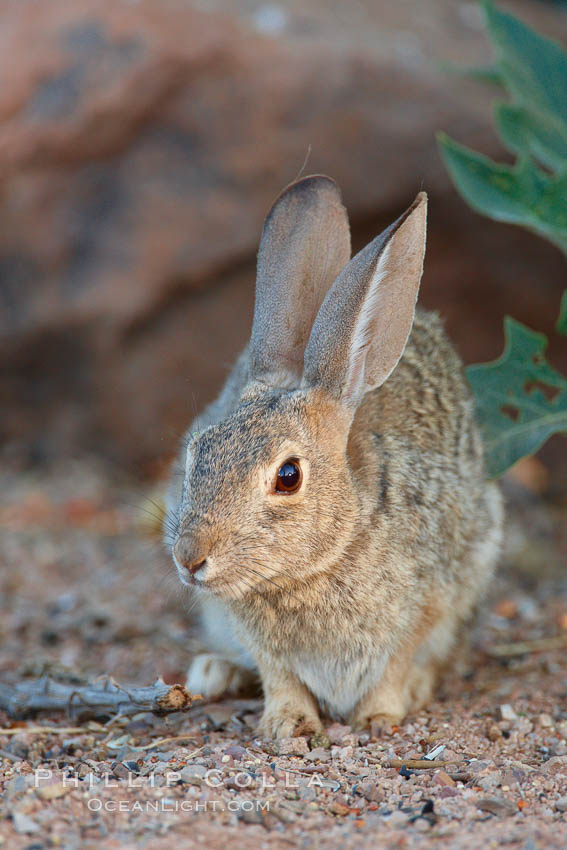 Desert cottontail, or Audobon's cottontail rabbit. Amado, Arizona, USA.