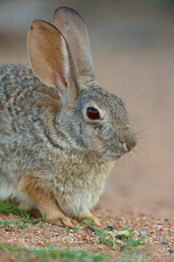 Desert cottontail, or Audubon's cottontail rabbit. Amado, Arizona, USA, Sylvilagus audubonii, natural history stock photograph, photo id 23004