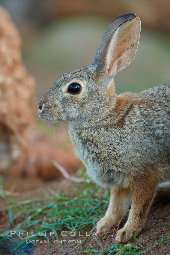 Desert cottontail, or Audubon's cottontail rabbit. Amado, Arizona, USA, Sylvilagus audubonii, natural history stock photograph, photo id 23036