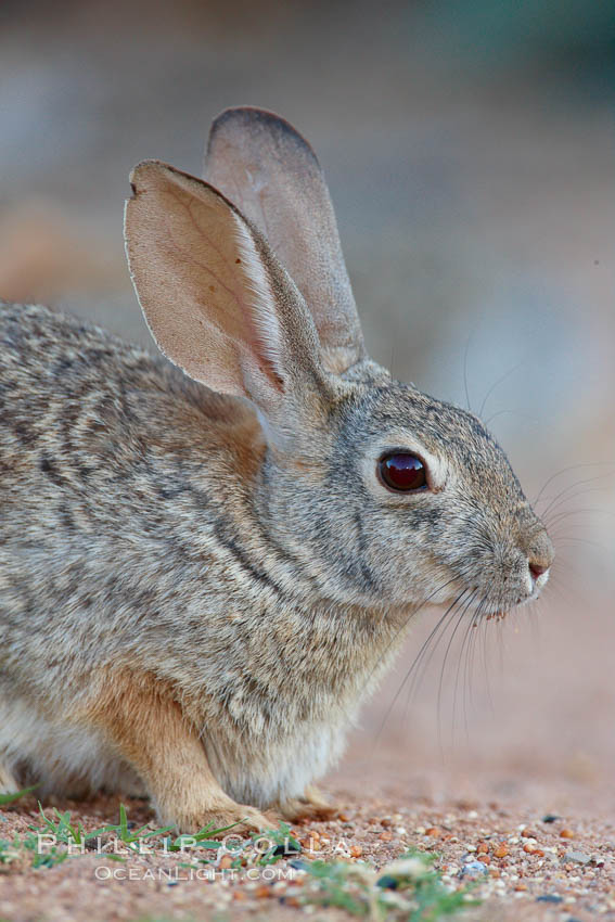 Desert cottontail, or Audubon's cottontail rabbit. Amado, Arizona, USA, Sylvilagus audubonii, natural history stock photograph, photo id 23072