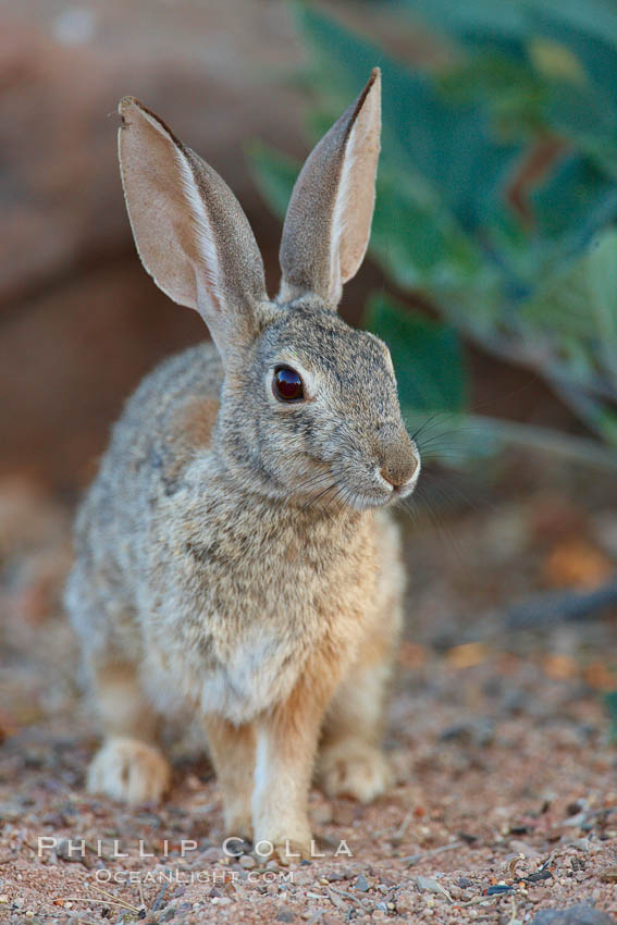 Desert cottontail, or Audubon's cottontail rabbit. Amado, Arizona, USA, Sylvilagus audubonii, natural history stock photograph, photo id 23055