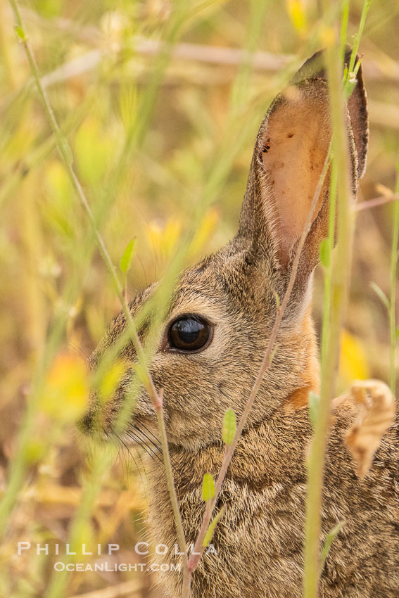 Desert Cottontail Rabbit, Lake Hodges, San Diego. California, USA, natural history stock photograph, photo id 39383