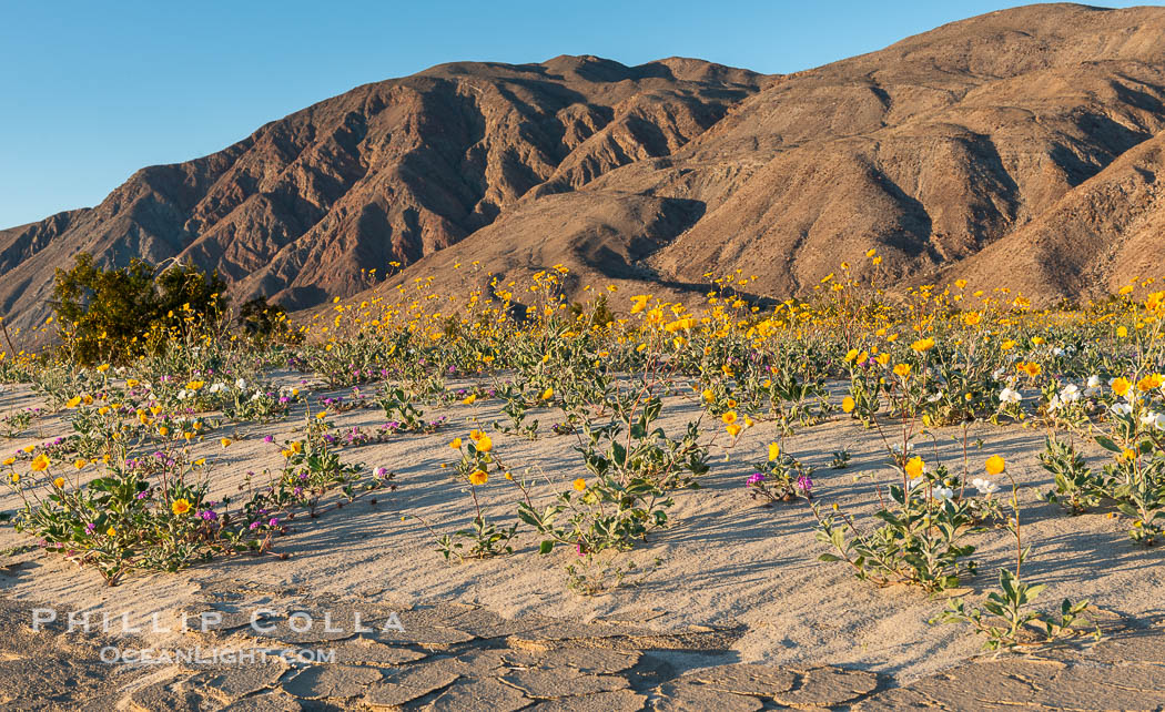 Desert Gold Wildflowers Spring Bloom in Anza-Borrego. Anza-Borrego Desert State Park, Borrego Springs, California, USA, Abronia villosa, Geraea canescens, natural history stock photograph, photo id 30525