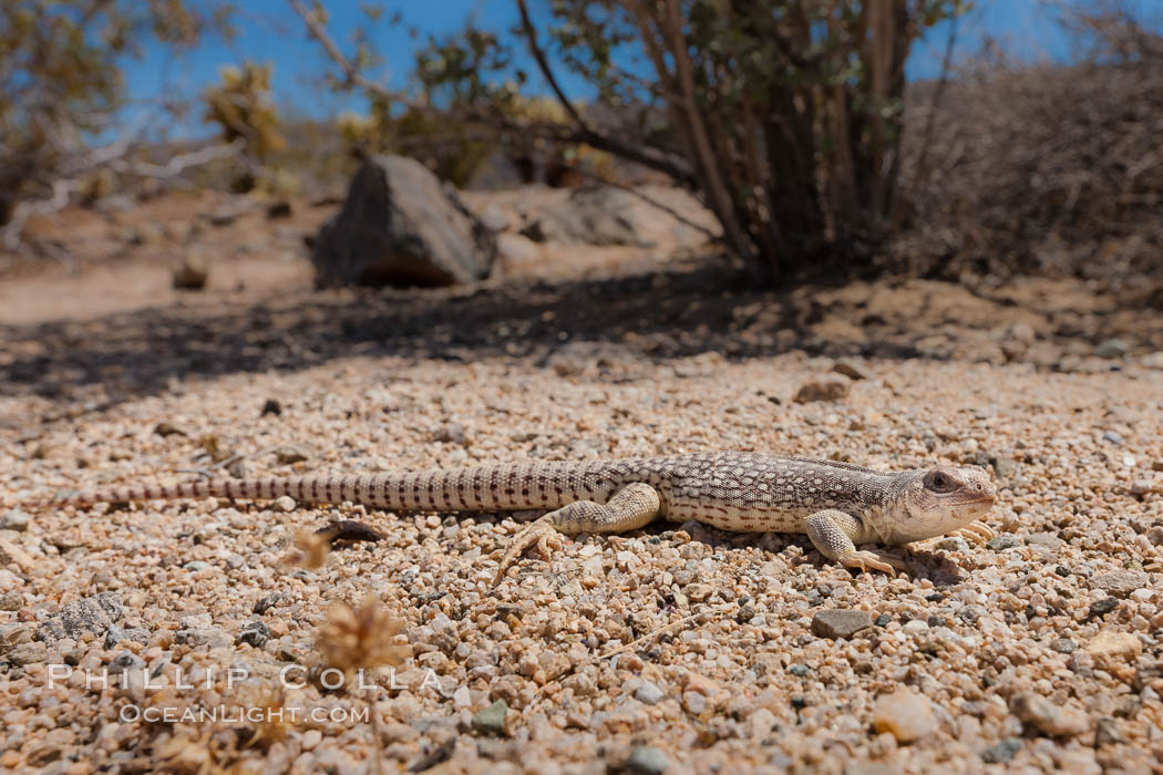 Desert iguana, one of the most common lizards of the Sonoran and Mojave deserts of the southwestern United States and northwestern Mexico. Joshua Tree National Park, California, USA, Dipsosaurus dorsalis, natural history stock photograph, photo id 26774