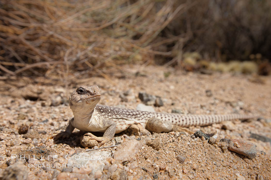 Desert iguana, one of the most common lizards of the Sonoran and Mojave deserts of the southwestern United States and northwestern Mexico. Joshua Tree National Park, California, USA, Dipsosaurus dorsalis, natural history stock photograph, photo id 26728