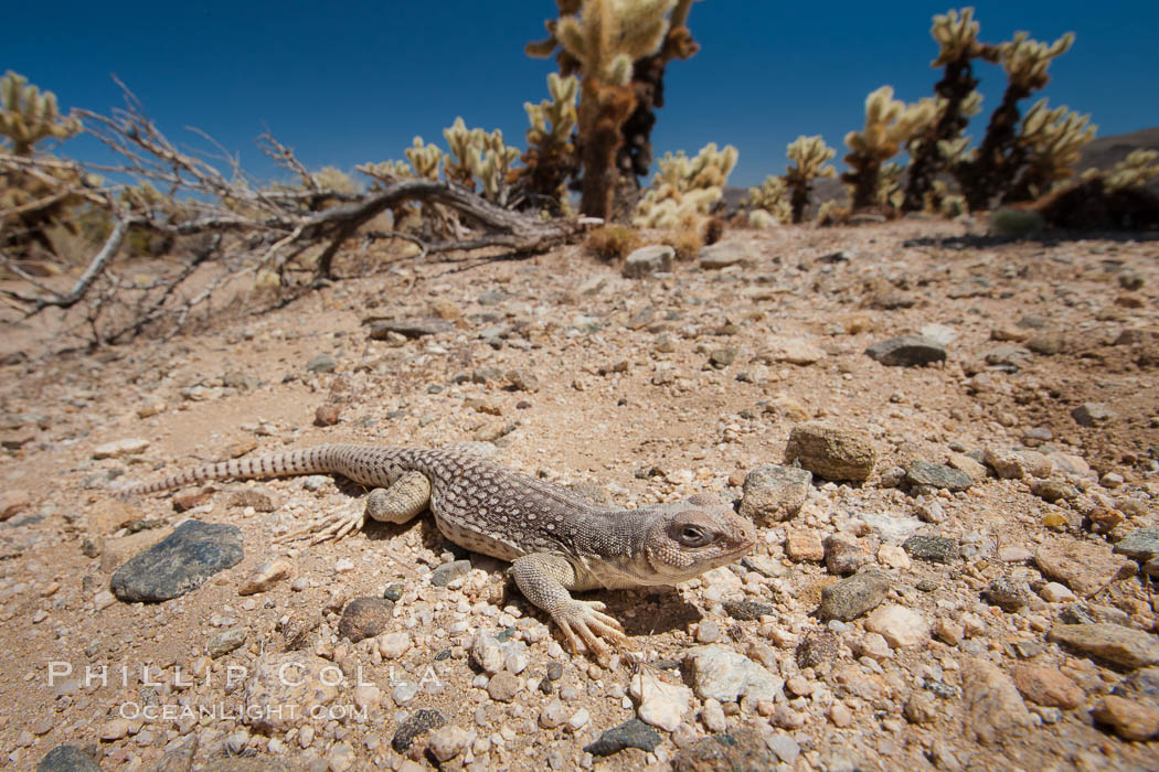 Desert iguana, one of the most common lizards of the Sonoran and Mojave deserts of the southwestern United States and northwestern Mexico. Joshua Tree National Park, California, USA, Dipsosaurus dorsalis, natural history stock photograph, photo id 26735
