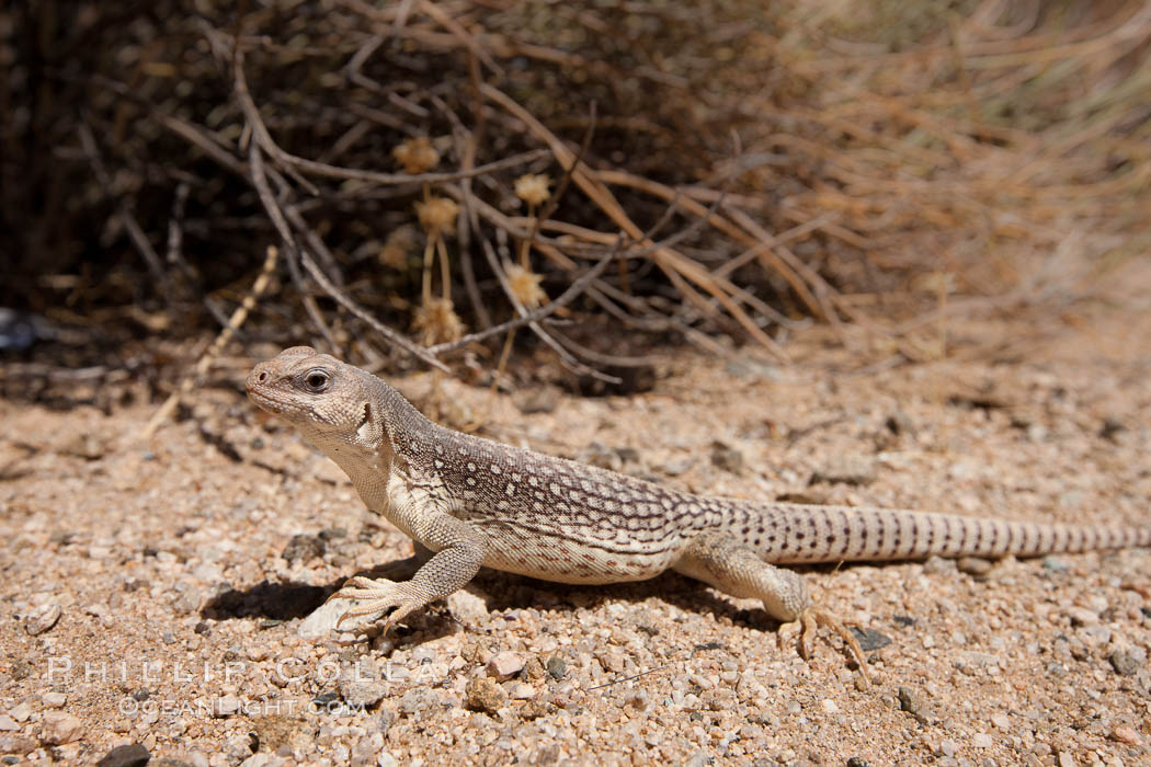 Desert iguana, one of the most common lizards of the Sonoran and Mojave deserts of the southwestern United States and northwestern Mexico. Joshua Tree National Park, California, USA, Dipsosaurus dorsalis, natural history stock photograph, photo id 26755