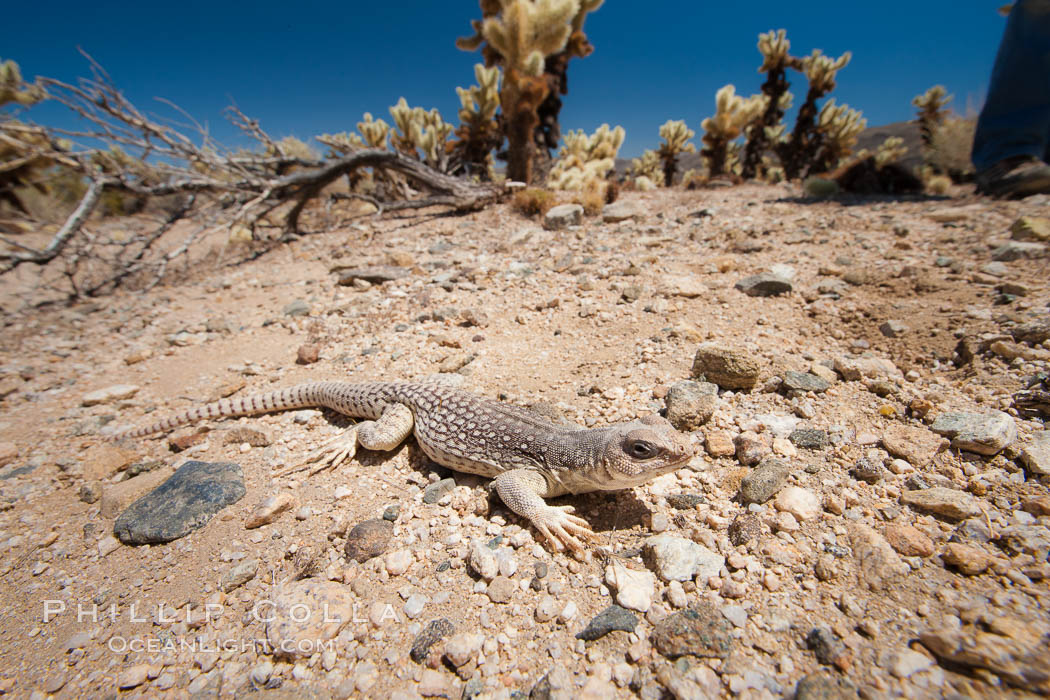 Desert iguana, one of the most common lizards of the Sonoran and Mojave deserts of the southwestern United States and northwestern Mexico. Joshua Tree National Park, California, USA, Dipsosaurus dorsalis, natural history stock photograph, photo id 26775