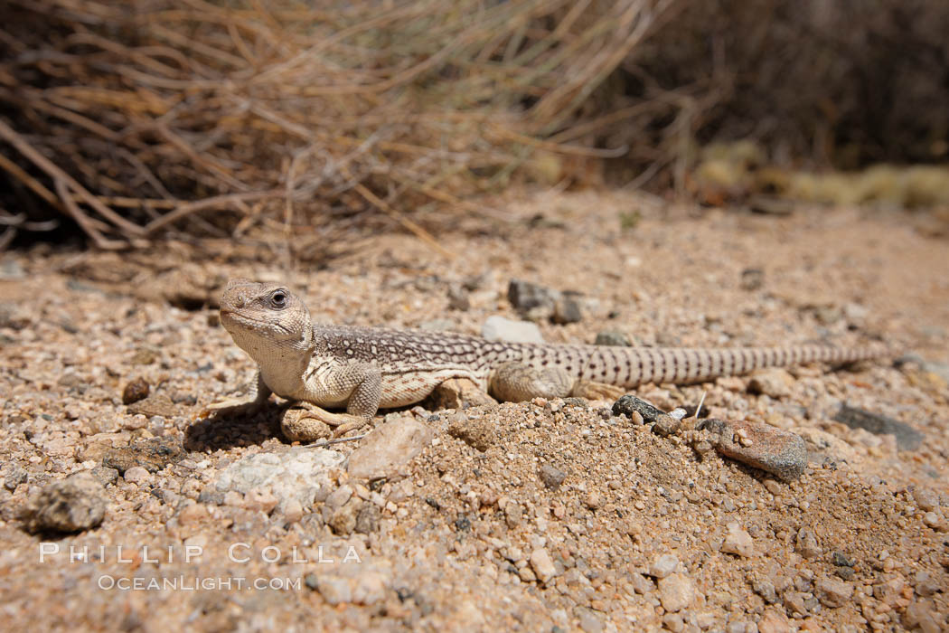 Desert iguana, one of the most common lizards of the Sonoran and Mojave deserts of the southwestern United States and northwestern Mexico. Joshua Tree National Park, California, USA, Dipsosaurus dorsalis, natural history stock photograph, photo id 26769
