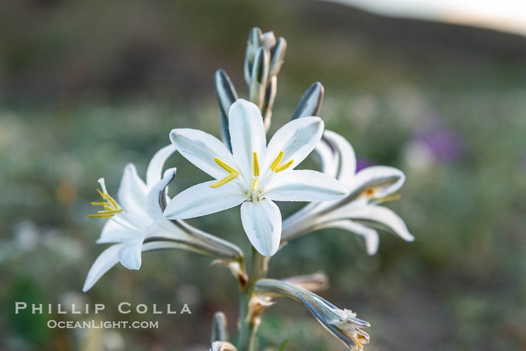 Desert Lily in bloom, Anza Borrego Desert State Park. Anza-Borrego Desert State Park, Borrego Springs, California, USA, Hesperocallis undulata, natural history stock photograph, photo id 33110