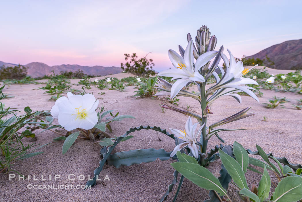 Desert Lily in bloom, Anza Borrego Desert State Park. Anza-Borrego Desert State Park, Borrego Springs, California, USA, Hesperocallis undulata, natural history stock photograph, photo id 33124