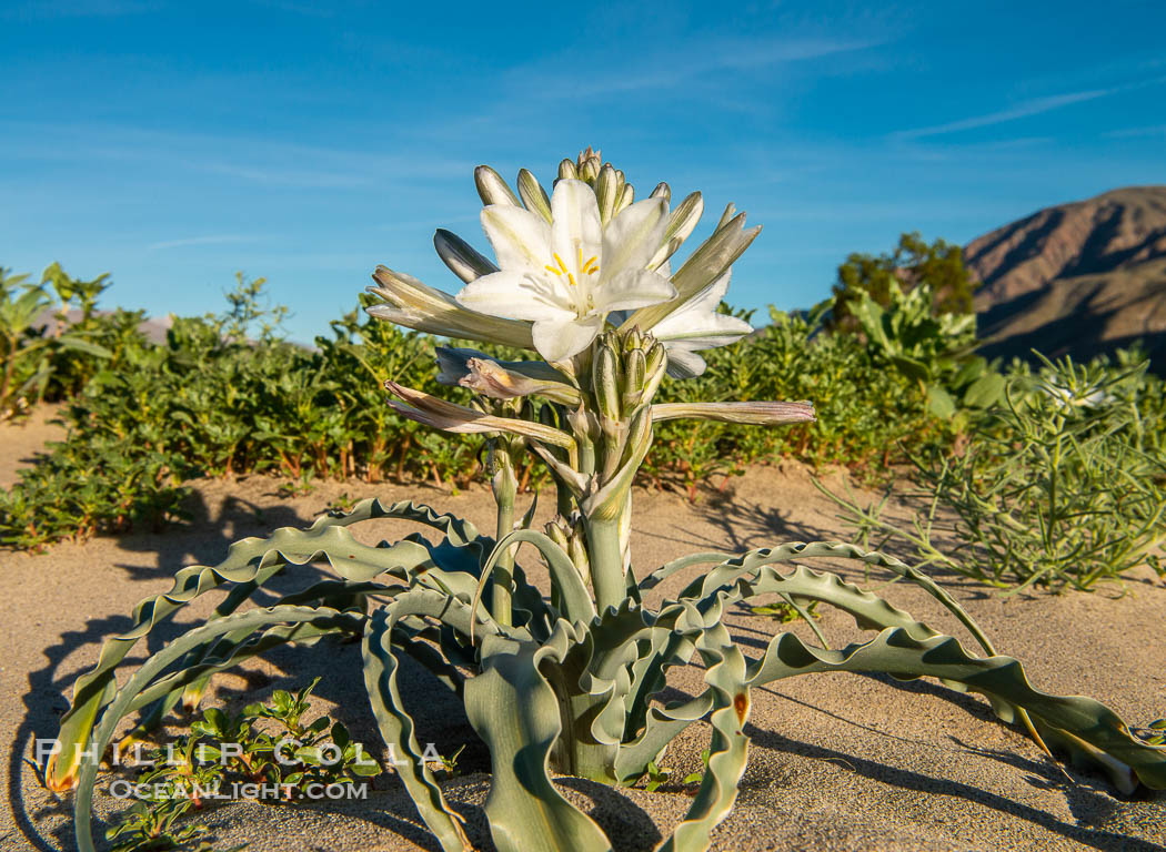 Desert Lily in bloom, Anza Borrego Desert State Park. Anza-Borrego Desert State Park, Borrego Springs, California, USA, Hesperocallis undulata, natural history stock photograph, photo id 33128