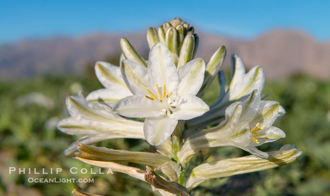 Desert Lily in bloom, Anza Borrego Desert State Park. Anza-Borrego Desert State Park, Borrego Springs, California, USA, Hesperocallis undulata, natural history stock photograph, photo id 33127
