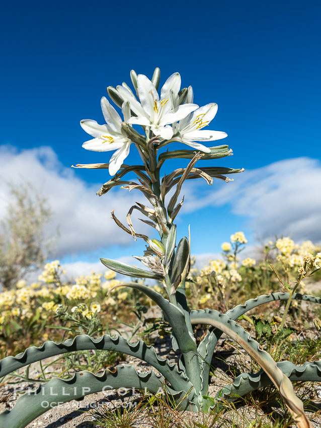 Desert Lily Blooming in Anza Borrego Desert State Park. While the Desert Lily is typically an uncommon or rare flower, in Spring 2024 it was present in enormous numbers. 2024 was the Year of the Desert Lily., Hesperocallis undulata, natural history stock photograph, photo id 40302