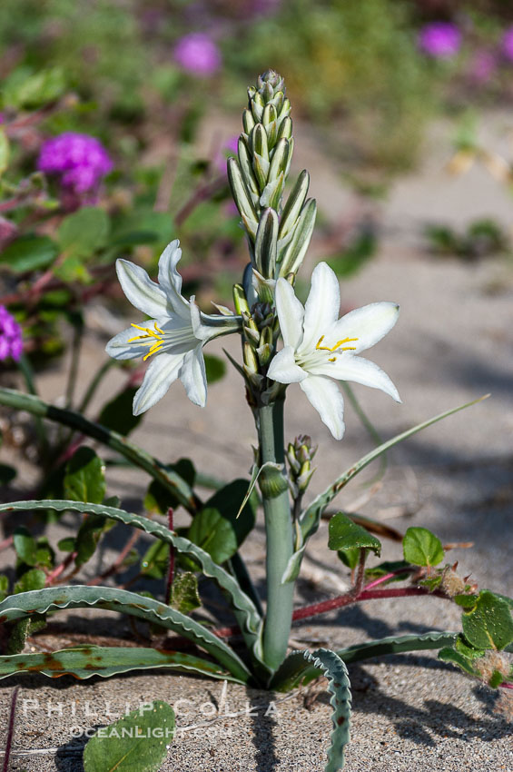 Desert Lily blooms in the sandy soils of the Colorado Desert.  It is fragrant and its flowers are similar to cultivated Easter lilies. Anza-Borrego Desert State Park, Borrego Springs, California, USA, Hesperocallis undulata, natural history stock photograph, photo id 10548