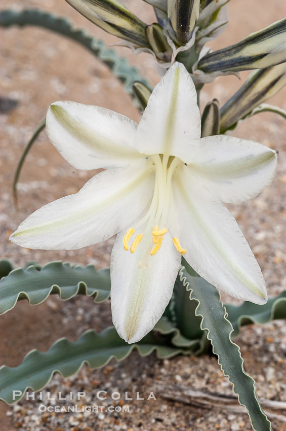 Desert Lily blooms in the sandy soils of the Colorado Desert.  It is fragrant and its flowers are similar to cultivated Easter lilies. Anza-Borrego Desert State Park, Borrego Springs, California, USA, Hesperocallis undulata, natural history stock photograph, photo id 10545