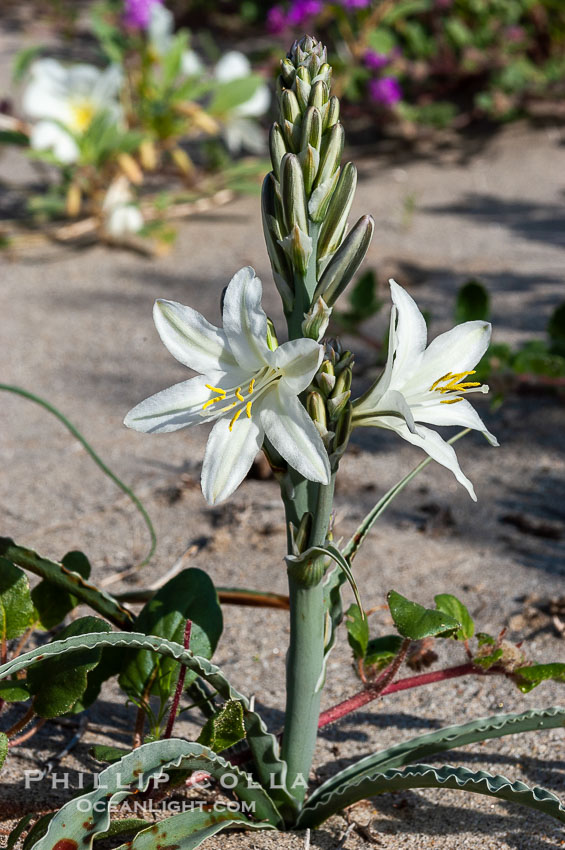 Desert Lily blooms in the sandy soils of the Colorado Desert.  It is fragrant and its flowers are similar to cultivated Easter lilies. Anza-Borrego Desert State Park, Borrego Springs, California, USA, Hesperocallis undulata, natural history stock photograph, photo id 10547