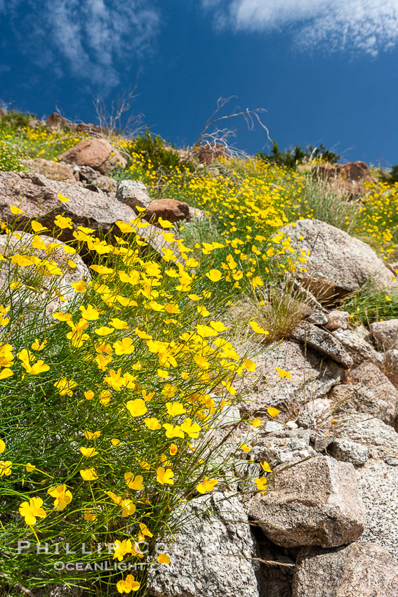 Clusters of desert poppy climb the steep sides of the Borrego Valley. Heavy winter rains led to a historic springtime bloom in 2005, carpeting the entire desert in vegetation and color for months., Eschscholzia parishii, natural history stock photograph, photo id 10944