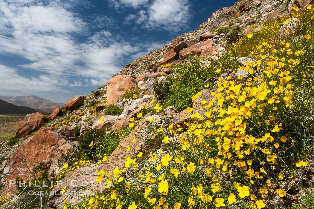 Clusters of desert poppy climb the steep sides of the Borrego Valley. Heavy winter rains led to a historic springtime bloom in 2005, carpeting the entire desert in vegetation and color for months., Eschscholzia parishii, natural history stock photograph, photo id 10947