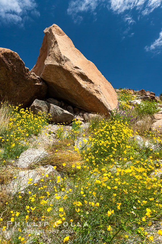 Clusters of desert poppy climb the steep sides of the Borrego Valley. Heavy winter rains led to a historic springtime bloom in 2005, carpeting the entire desert in vegetation and color for months., Eschscholzia parishii, natural history stock photograph, photo id 10949