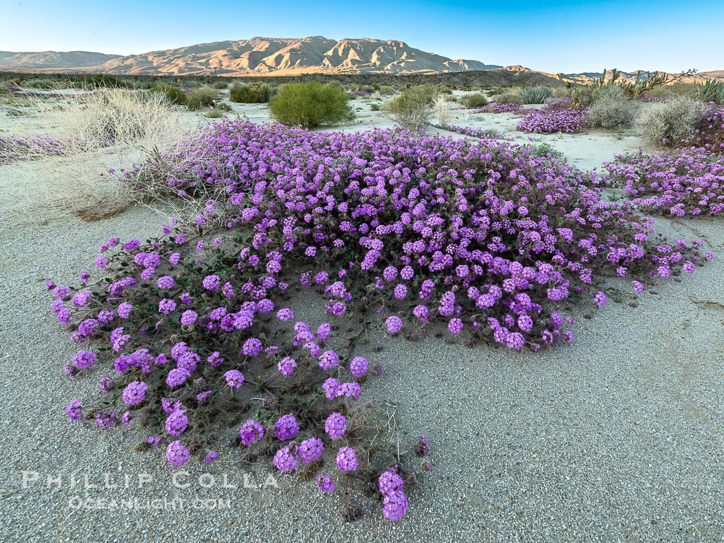 Desert Sand Verbena in June Wash During Unusual Winter Bloom in January, fall monsoon rains led to a very unusual winter bloom in December and January in Anza Borrego Desert State Park in 2022/2023. Anza-Borrego Desert State Park, Borrego Springs, California, USA, natural history stock photograph, photo id 39031