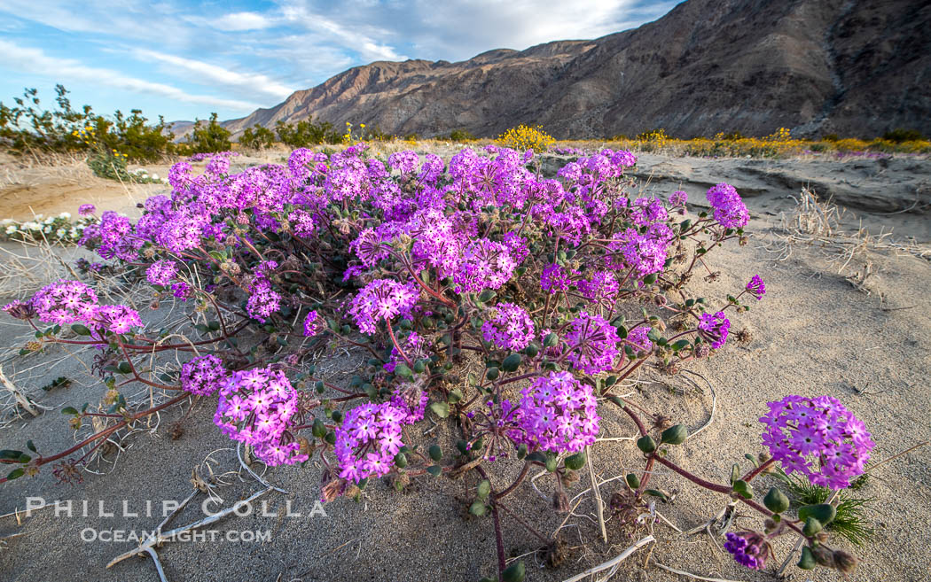 Desert Sand Verbena During Unusual Winter Bloom in January, fall monsoon rains led to a very unusual winter bloom in December and January in Anza Borrego Desert State Park in 2022/2023. Anza-Borrego Desert State Park, Borrego Springs, California, USA, natural history stock photograph, photo id 39039