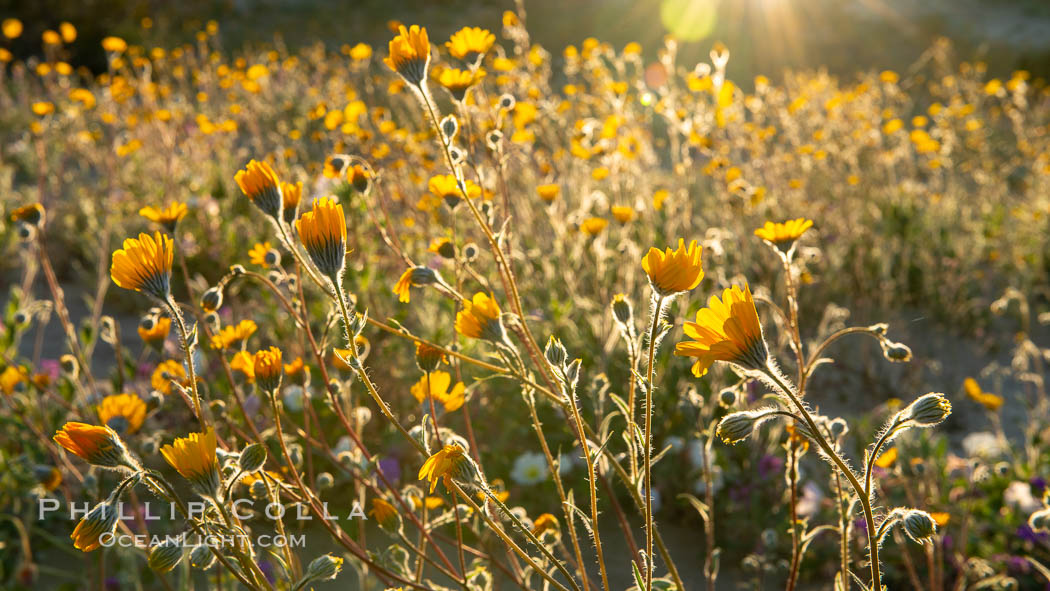 Desert Sunflower Blooming Across Anza Borrego Desert State Park. Anza-Borrego Desert State Park, Borrego Springs, California, USA, Geraea canescens, natural history stock photograph, photo id 35200