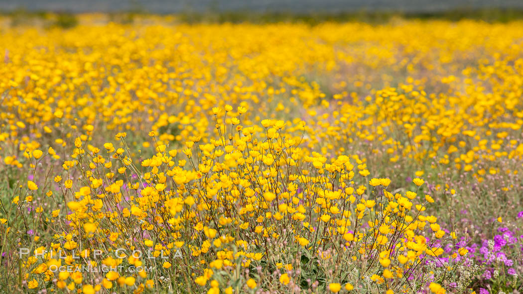 Desert Sunflower Blooming Across Anza Borrego Desert State Park. Anza-Borrego Desert State Park, Borrego Springs, California, USA, Geraea canescens, natural history stock photograph, photo id 35195