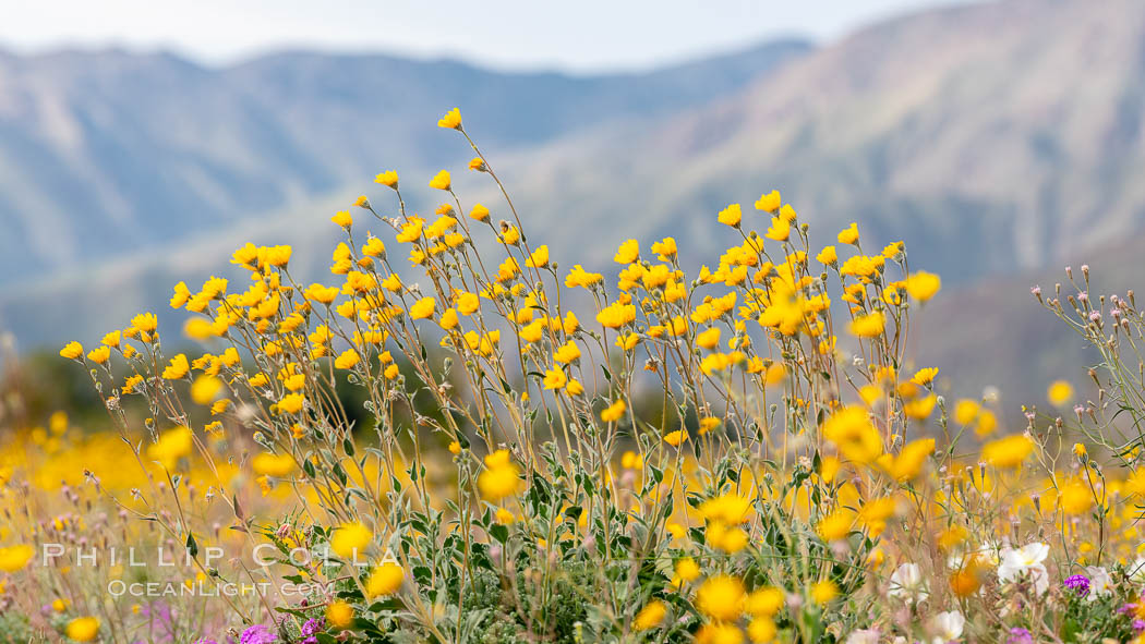 Desert Sunflower Blooming Across Anza Borrego Desert State Park. Anza-Borrego Desert State Park, Borrego Springs, California, USA, Geraea canescens, natural history stock photograph, photo id 35211