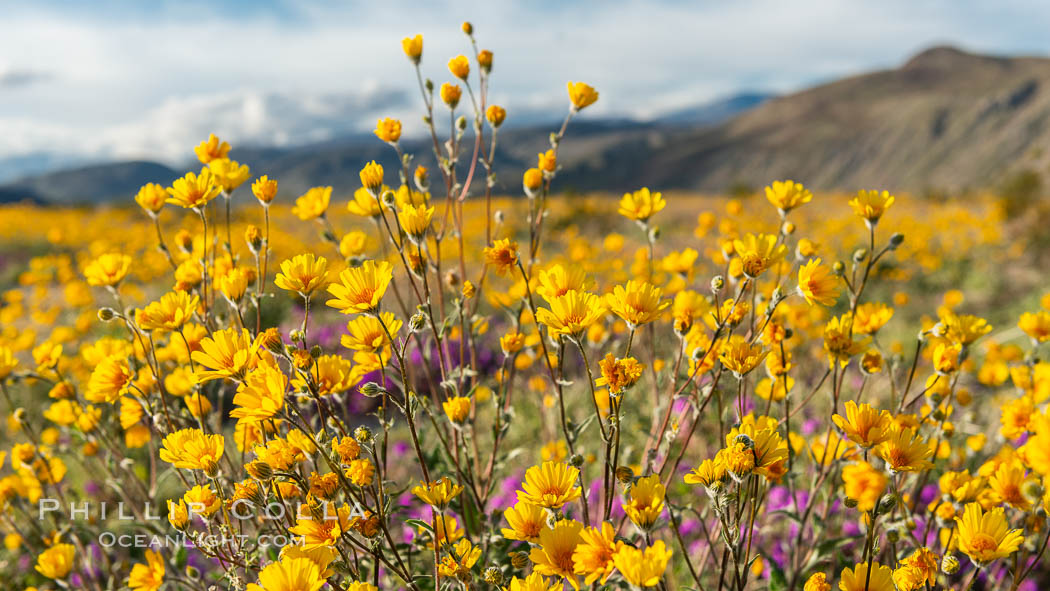 Desert Sunflower Blooming Across Anza Borrego Desert State Park. Anza-Borrego Desert State Park, Borrego Springs, California, USA, Geraea canescens, natural history stock photograph, photo id 35169