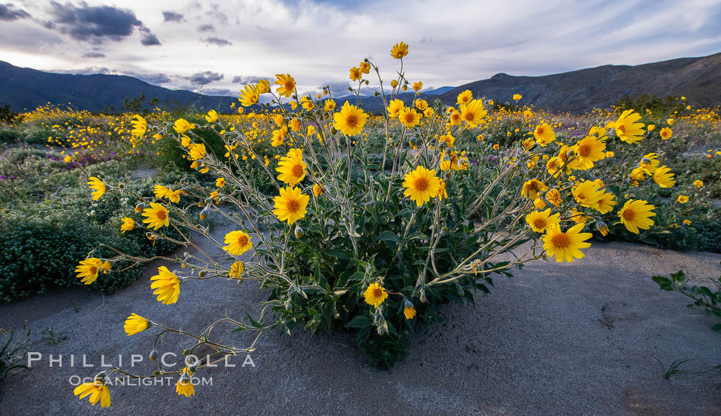 Desert Sunflower Blooming Across Anza Borrego Desert State Park. Anza-Borrego Desert State Park, Borrego Springs, California, USA, Geraea canescens, natural history stock photograph, photo id 35173
