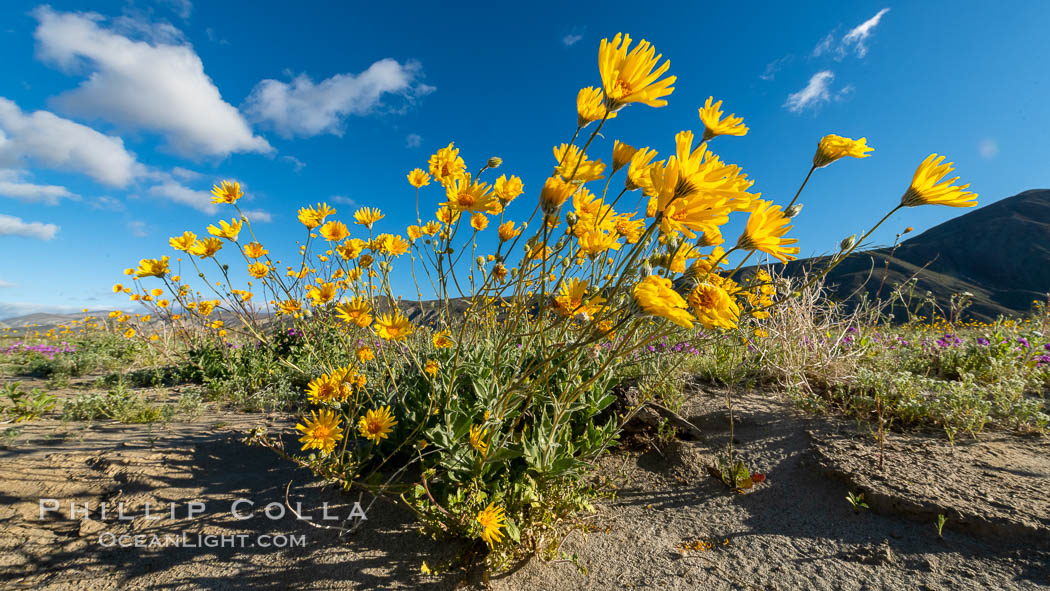 Desert Sunflower Blooming Across Anza Borrego Desert State Park. Anza-Borrego Desert State Park, Borrego Springs, California, USA, Geraea canescens, natural history stock photograph, photo id 35193