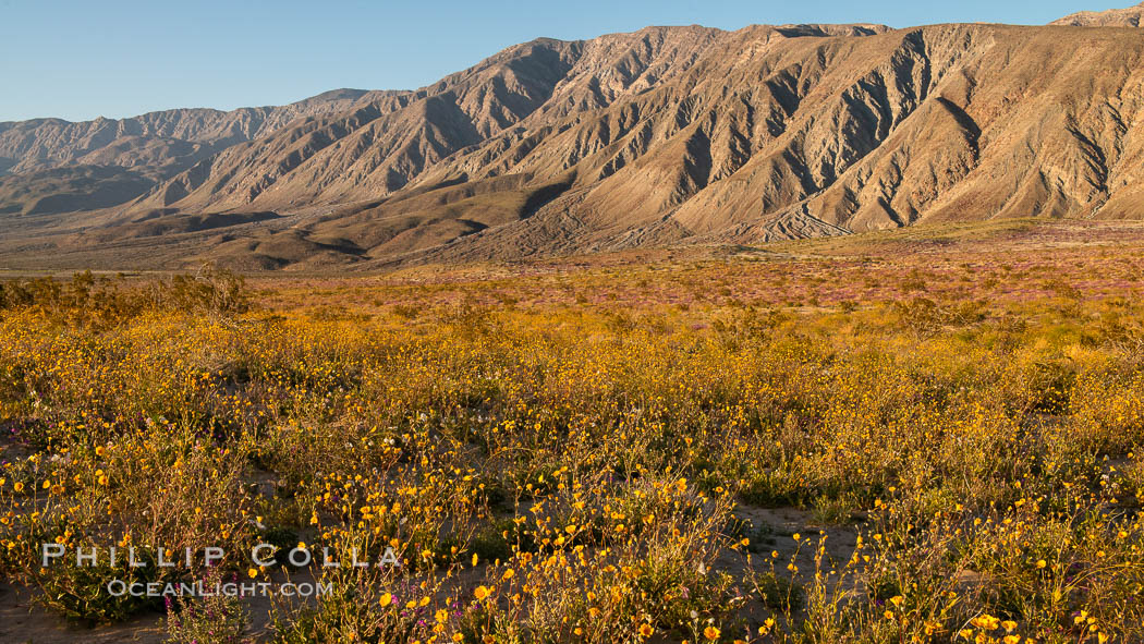 Desert Sunflower Blooming Across Anza Borrego Desert State Park. Anza-Borrego Desert State Park, Borrego Springs, California, USA, Geraea canescens, natural history stock photograph, photo id 35201