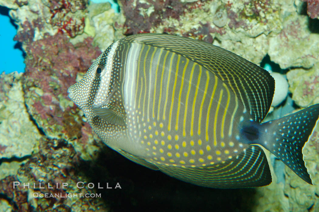 Desjardins Indian sailfin tang., Zebrasoma desjardinii, natural history stock photograph, photo id 08688