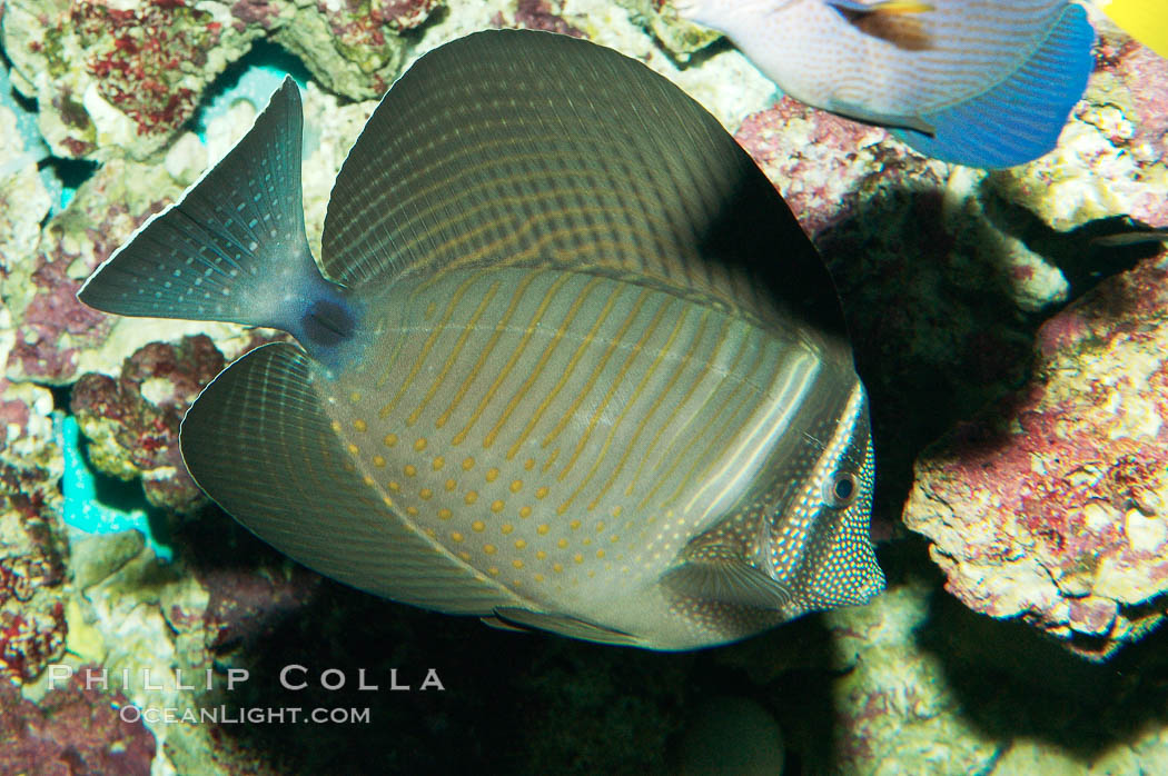 Desjardins Indian sailfin tang., Zebrasoma desjardinii, natural history stock photograph, photo id 08689