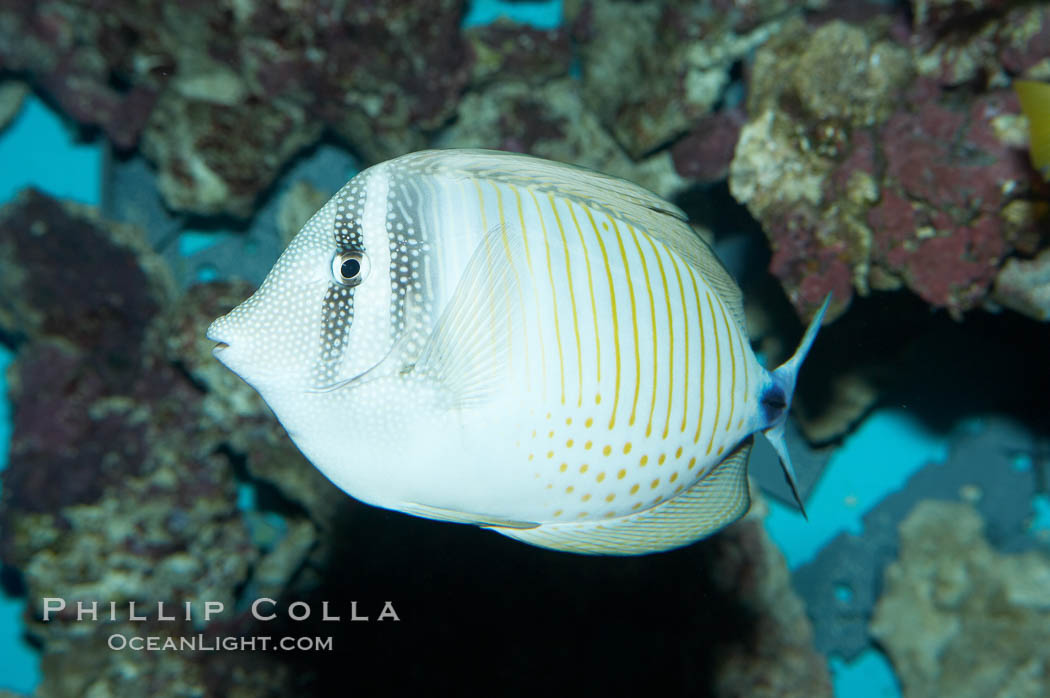 Desjardins Indian sailfin tang., Zebrasoma desjardinii, natural history stock photograph, photo id 11781