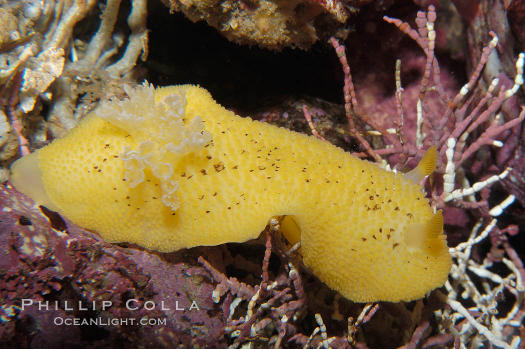 Sea lemon., Diaulula nobilis, natural history stock photograph, photo id 09019