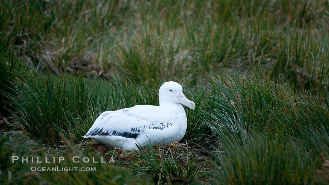 Wandering albatross, on nest and the Prion Island colony.  The wandering albatross has the largest wingspan of any living bird, with the wingspan between, up to 12' from wingtip to wingtip. It can soar on the open ocean for hours at a time, riding the updrafts from individual swells, with a glide ratio of 22 units of distance for every unit of drop. The wandering albatross can live up to 23 years. They hunt at night on the open ocean for cephalopods, small fish, and crustaceans. The survival of the species is at risk due to mortality from long-line fishing gear. South Georgia Island, Diomedea exulans, natural history stock photograph, photo id 24394