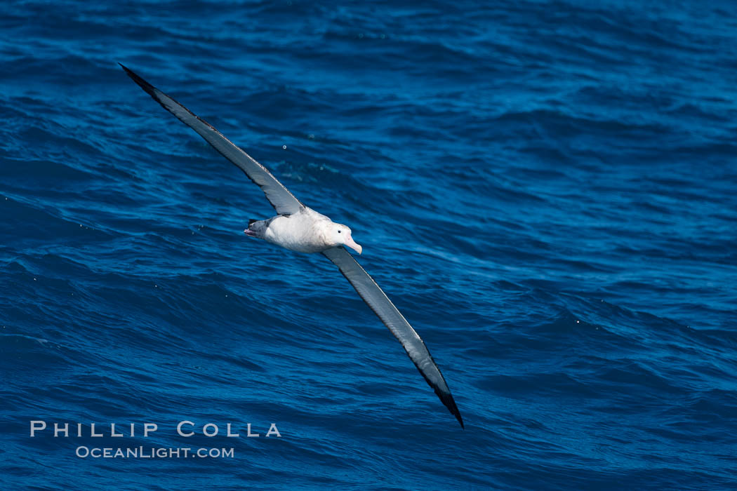 Wandering albatross in flight, over the open sea.  The wandering albatross has the largest wingspan of any living bird, with the wingspan between, up to 12' from wingtip to wingtip.  It can soar on the open ocean for hours at a time, riding the updrafts from individual swells, with a glide ratio of 22 units of distance for every unit of drop.  The wandering albatross can live up to 23 years.  They hunt at night on the open ocean for cephalopods, small fish, and crustaceans. The survival of the species is at risk due to mortality from long-line fishing gear. Southern Ocean, Diomedea exulans, natural history stock photograph, photo id 24088