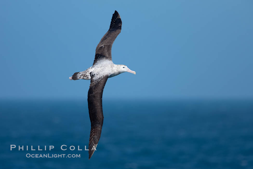 Wandering albatross in flight, over the open sea.  The wandering albatross has the largest wingspan of any living bird, with the wingspan between, up to 12' from wingtip to wingtip.  It can soar on the open ocean for hours at a time, riding the updrafts from individual swells, with a glide ratio of 22 units of distance for every unit of drop.  The wandering albatross can live up to 23 years.  They hunt at night on the open ocean for cephalopods, small fish, and crustaceans. The survival of the species is at risk due to mortality from long-line fishing gear. Southern Ocean, Diomedea exulans, natural history stock photograph, photo id 24071