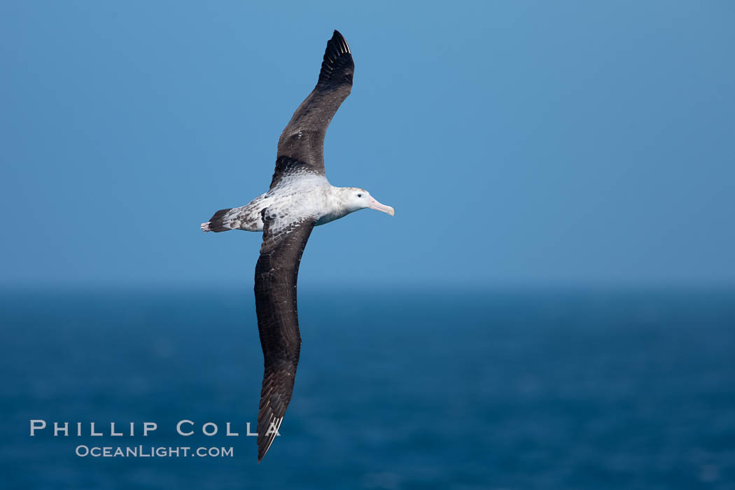 Wandering albatross in flight, over the open sea. The wandering albatross has the largest wingspan of any living bird, with the wingspan between, up to 12' from wingtip to wingtip. It can soar on the open ocean for hours at a time, riding the updrafts from individual swells, with a glide ratio of 22 units of distance for every unit of drop. The wandering albatross can live up to 23 years. They hunt at night on the open ocean for cephalopods, small fish, and crustaceans. The survival of the species is at risk due to mortality from long-line fishing gear, Diomedea exulans