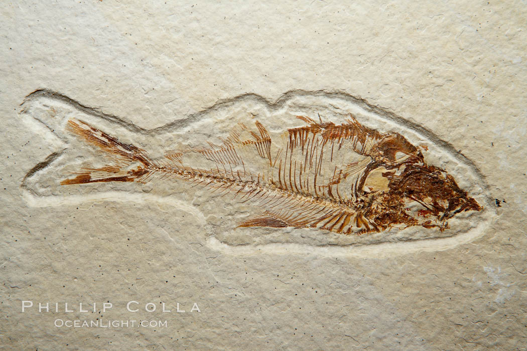 Fossil fish of the Eocene era, found in Fossil Lake, Green River Formation, Kemmerer, Wyoming.  From a private collection.  Order: Ellimmichyiformes: Family; Ellimmichthyidae; Diplomystus. USA, Dipolomystus, natural history stock photograph, photo id 21488