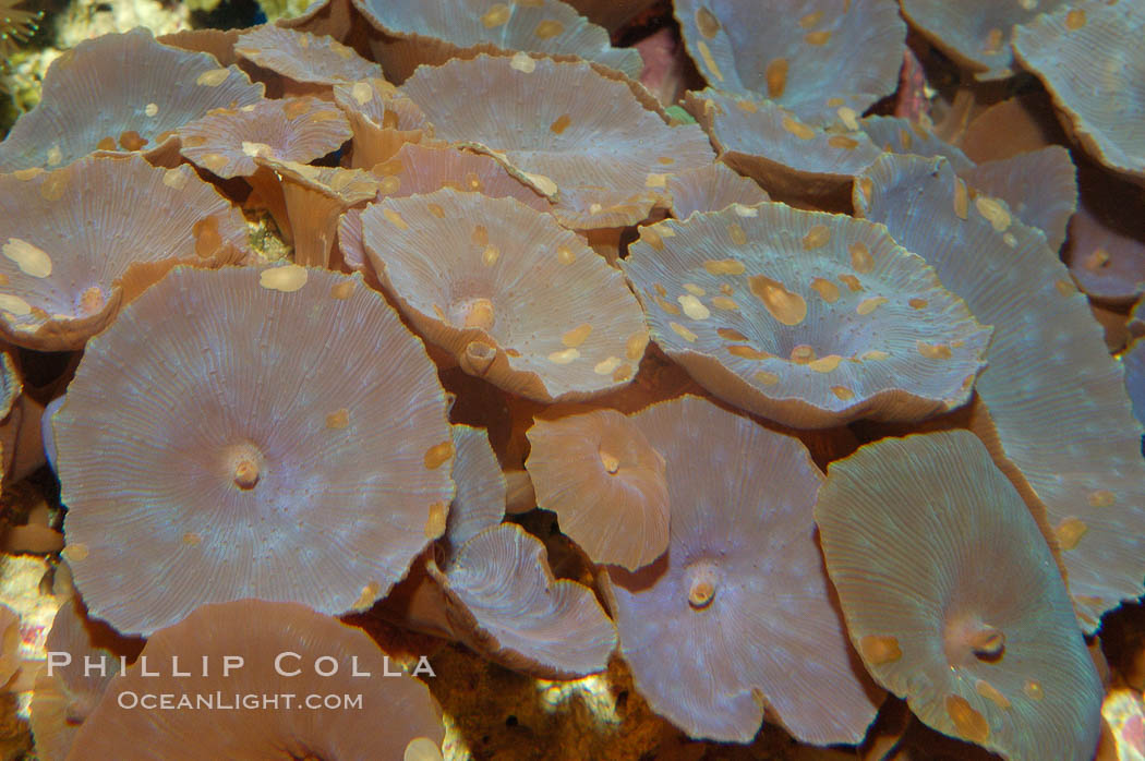 Disk anemones., Actinodiscus, natural history stock photograph, photo id 08710