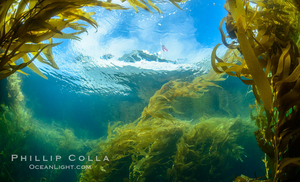 Dive boat Magician and kelp forest. Giant kelp, the fastest growing plant on Earth, reaches from the rocky bottom to the ocean's surface like a submarine forest. Catalina Island, California, USA, natural history stock photograph, photo id 34195