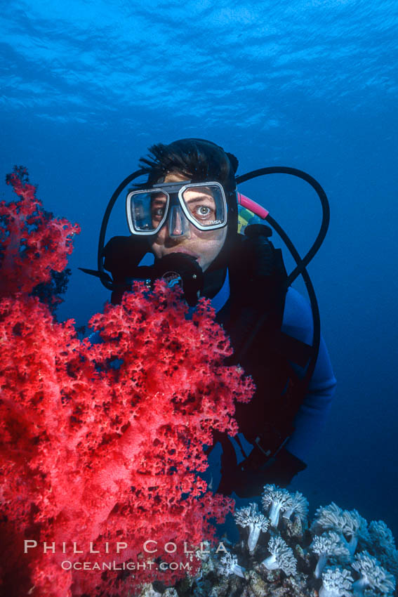 Diver and alcyonarian soft coral, Northern Red Sea. Egyptian Red Sea, natural history stock photograph, photo id 00378
