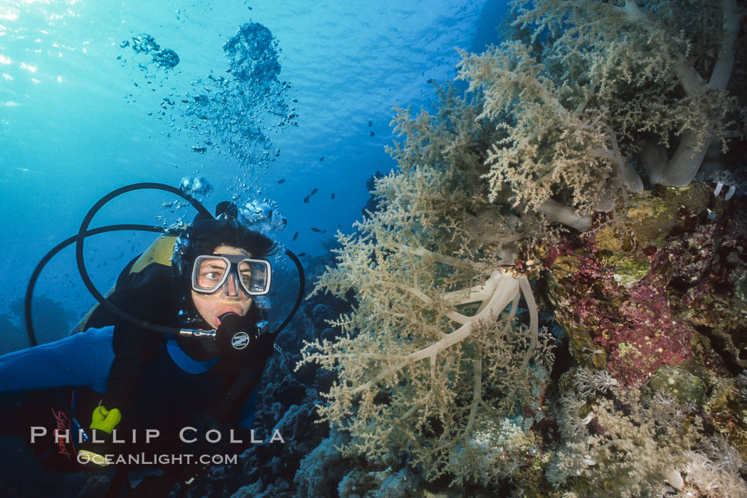 Diver and alcyonarian soft coral, Northern Red Sea. Egyptian Red Sea, natural history stock photograph, photo id 01492