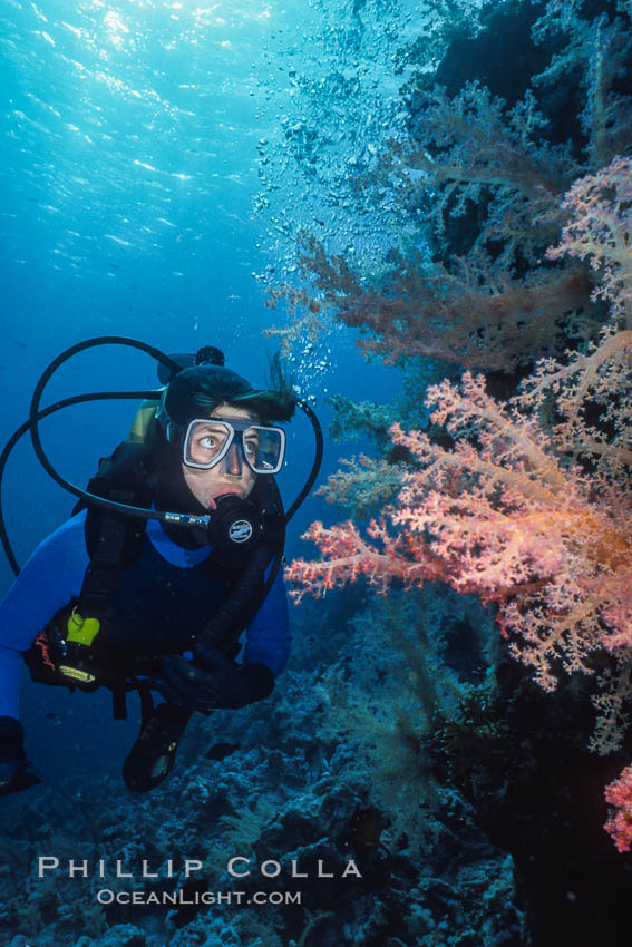 Diver and alcyonarian soft coral, Northern Red Sea. Egyptian Red Sea, natural history stock photograph, photo id 36254