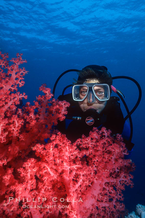 Diver and alcyonarian soft coral, Northern Red Sea. Egyptian Red Sea, natural history stock photograph, photo id 36256