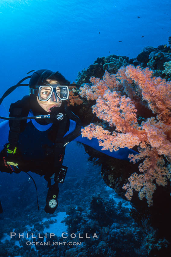 Diver and alcyonarian soft coral, Northern Red Sea. Egyptian Red Sea, natural history stock photograph, photo id 36255